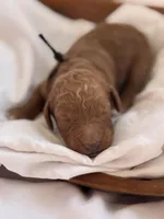 Leo (black collar), a male Miniature Goldendoodle for sale in Nicholls, GA – Photo 5 of 8