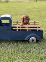 Leo (black collar), a male Miniature Goldendoodle for sale in Nicholls, GA – Photo 3 of 8