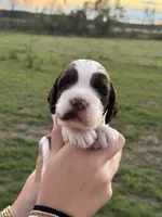 Trucker, a male English Springer Spaniel for sale in Nicholls, GA – 2 of 3