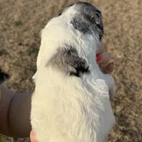 Molly, a female Goldendoodle for sale in Nicholls, GA – Photo 6 of 8