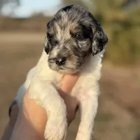 Molly, a female Goldendoodle for sale in Nicholls, GA – Photo 8 of 8