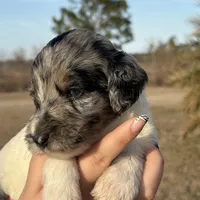 Molly, a female Goldendoodle for sale in Nicholls, GA – Photo 7 of 8