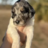 Molly, a female Goldendoodle for sale in Nicholls, GA – Photo 5 of 8