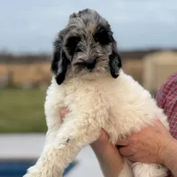 Molly, a female Goldendoodle for sale in Nicholls, GA – Photo 1 of 8