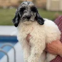 Molly, a female Goldendoodle for sale in Nicholls, GA – Photo 2 of 8