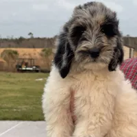 Molly, a female Goldendoodle for sale in Nicholls, GA – Photo 3 of 8