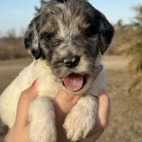 Molly, a female Goldendoodle for sale in Nicholls, GA – Photo 4 of 8