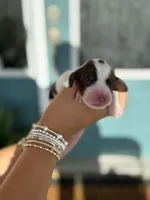 Noah (white collar), a male English Springer Spaniel for sale in Nicholls, GA – Photo 6 of 10