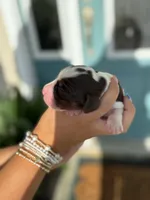 Noah (white collar), a male English Springer Spaniel for sale in Nicholls, GA – Photo 7 of 10