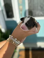 Noah (white collar), a male English Springer Spaniel for sale in Nicholls, GA – Photo 4 of 10