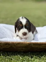 Noah (white collar), a male English Springer Spaniel for sale in Nicholls, GA – Photo 1 of 10