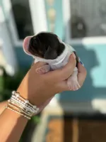 Noah (white collar), a male English Springer Spaniel for sale in Nicholls, GA – Photo 10 of 10