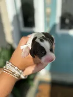 Noah (white collar), a male English Springer Spaniel for sale in Nicholls, GA – Photo 9 of 10