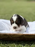Noah (white collar), a male English Springer Spaniel for sale in Nicholls, GA – Photo 2 of 10