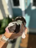 Noah (white collar), a male English Springer Spaniel for sale in Nicholls, GA – Photo 8 of 10