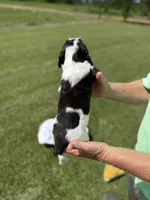 Noah (white collar), a male English Springer Spaniel for sale in Nicholls, GA – Photo 3 of 10