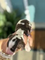 Noah (white collar), a male English Springer Spaniel for sale in Nicholls, GA – Photo 5 of 10