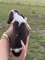 Tony, a male English Springer Spaniel for sale in Nicholls, GA – 2 of 3