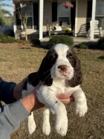 Tonka, a male English Springer Spaniel for sale in Nicholls, GA – Photo 6 of 6
