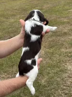 Tonka, a male English Springer Spaniel for sale in Nicholls, GA – Photo 4 of 6