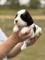 Tonka, a male English Springer Spaniel for sale in Nicholls, GA – Photo 2 of 6