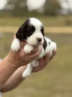 Tonka, a male English Springer Spaniel for sale in Nicholls, GA – Photo 3 of 6