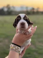 Trudy, a female English Springer Spaniel for sale in Nicholls, GA – 2 of 4