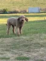 Loli , a female Miniature Goldendoodle for sale in Nicholls, GA – 2 of 2