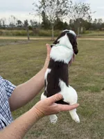 Tawny, a female English Springer Spaniel for sale in Nicholls, GA – Photo 3 of 4
