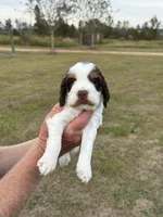 Tawny, a female English Springer Spaniel for sale in Nicholls, GA – Photo 4 of 4
