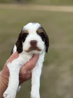 Tawny, a female English Springer Spaniel for sale in Nicholls, GA – Photo 2 of 4