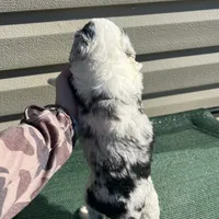 Hero, a male Sheepadoodle for sale in Nicholls, GA – Photo 7 of 7