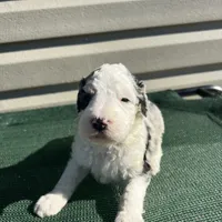 Hero, a male Sheepadoodle for sale in Nicholls, GA – Photo 5 of 7