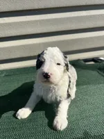 processed/8d38ccee-2d78-440c-84b4-142958fab5e0/listing/82c1e27b-e01e-4755-abf9-ae553f5e82d7/61d30490-f7aa-4801-b842-738cb12dabc1