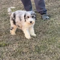 Hero, a male Sheepadoodle for sale in Nicholls, GA – Photo 3 of 7