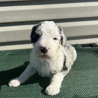 Hero, a male Sheepadoodle for sale in Nicholls, GA – Photo 4 of 7