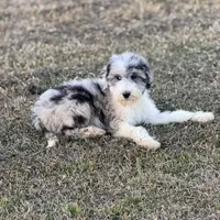 Hero, a male Sheepadoodle for sale in Nicholls, GA – Photo 6 of 7