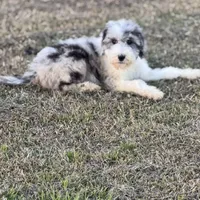 Hero, a male Sheepadoodle for sale in Nicholls, GA – Photo 1 of 7