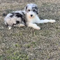 Hero, a male Sheepadoodle for sale in Nicholls, GA – Photo 2 of 7