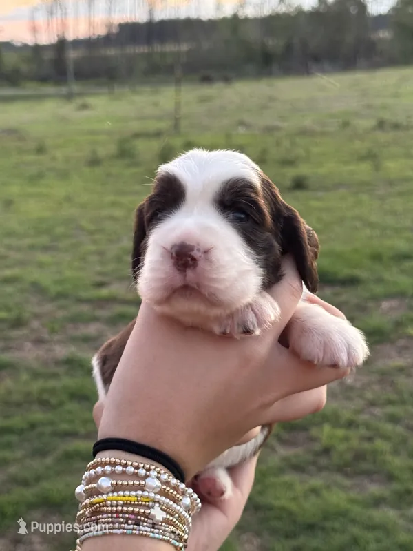 Tipsy – English Springer Spaniel puppy for sale in Nicholls, GA