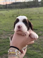 Tipsy, a female English Springer Spaniel for sale in Nicholls, GA – 1 of 4