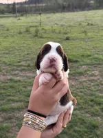 Tinsley, a female English Springer Spaniel for sale in Nicholls, GA – 2 of 4