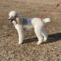 Dan The Man, a male Poodle - Standard  for sale in Nicholls, GA – Photo 4 of 4