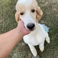 Dan The Man, a male Poodle - Standard  for sale in Nicholls, GA – Photo 3 of 4