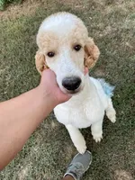 processed/8d38ccee-2d78-440c-84b4-142958fab5e0/listing/9534a69d-0f8a-46e0-9a18-8cadd19be145/a82c2081-3d5c-42c4-aeb8-daddee15dc3e