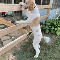 Dan The Man, a male Poodle - Standard  for sale in Nicholls, GA – Photo 1 of 4