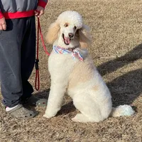 Dan The Man, a male Poodle - Standard  for sale in Nicholls, GA – Photo 2 of 4