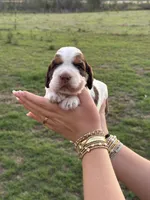 Trout, a male English Springer Spaniel for sale in Nicholls, GA – 2 of 4