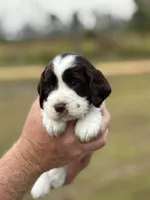 Tiana, a female English Springer Spaniel for sale in Nicholls, GA – Photo 2 of 4