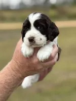Tiana, a female English Springer Spaniel for sale in Nicholls, GA – Photo 3 of 4